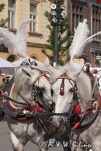 Cracow Rynek Starego Miasta, dorożka, konie