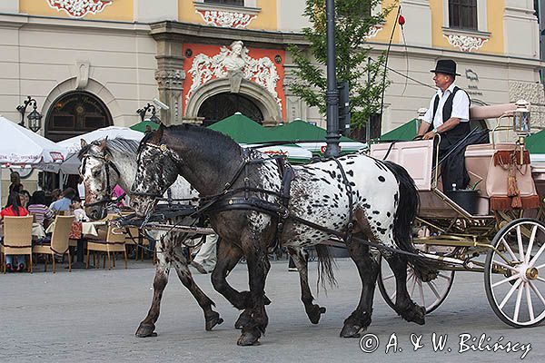 Kraków, Rynek Starego Miasta, dorożka
