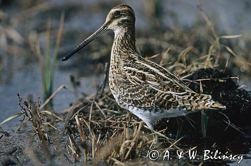 bekas kszyk Gallinago gallinago