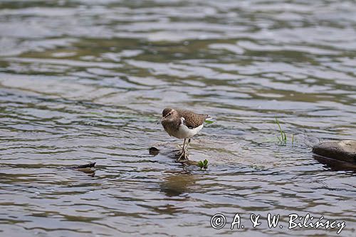 Brodziec piskliwy, brodziec krzykliwy, kuliczek piskliwy, piskliwiec, Actitis hypoleucos