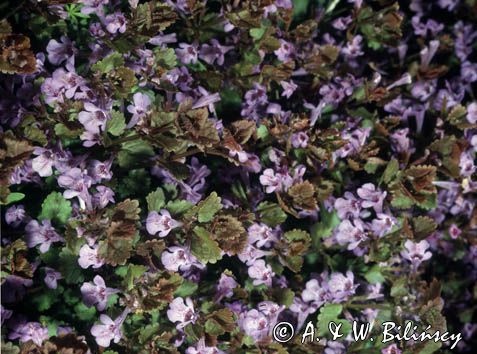 Bluszczyk kurdybanek Glechoma hederacea bluszczyk ziemnym, kurdybanek, obłożnikiem