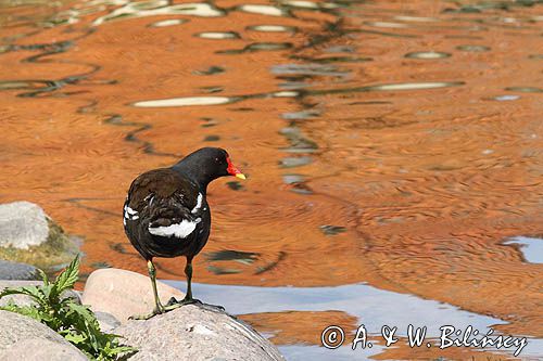 Kokoszka zwyczajna, kokoszka, kokoszka wodna, kurka wodna, Gallinula chloropus