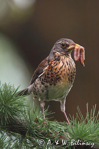 Kwiczoł,Turdus pilaris, z dżdżownicą w dziobie