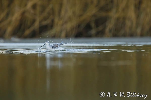 Kwokacz, brodziec kwokacz, Tringa nebularia, Biegus zmienny, Calidris alpina