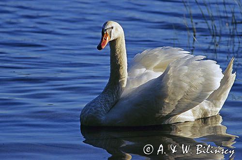 łabędź niemy Cygnus olor