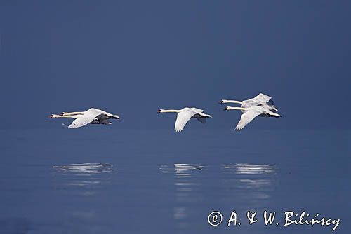 łabędź niemy Cygnus olor
