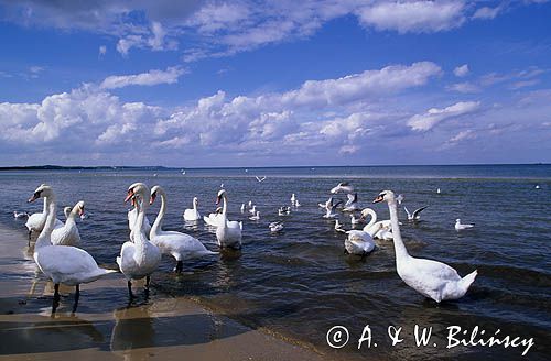 Łabędzie w Świnoujściu