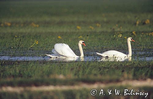 łabędź niemy Cygnus olor