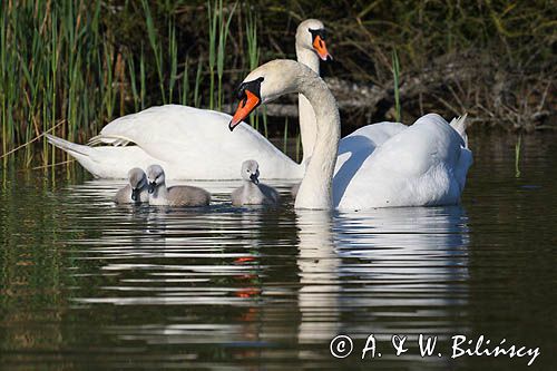 łabędź niemy Cygnus olor, para z pisklętami