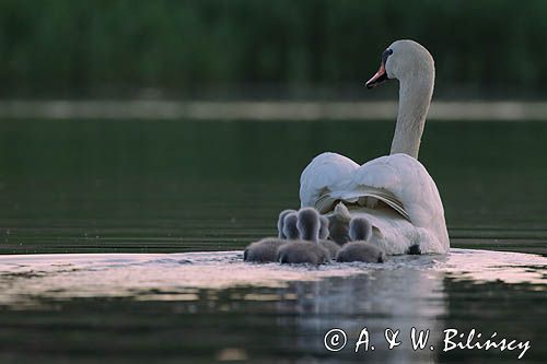 łabędź niemy Cygnus olor, samica z pisklętami