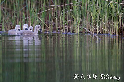 łabędź niemy Cygnus olor, pisklęta