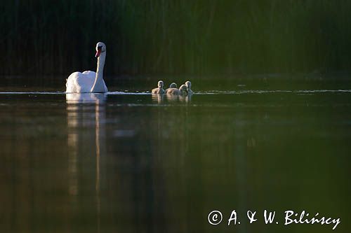 łabędź niemy Cygnus olor, samica z pisklętami