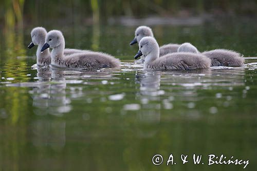 łabędź niemy Cygnus olor, pisklęta