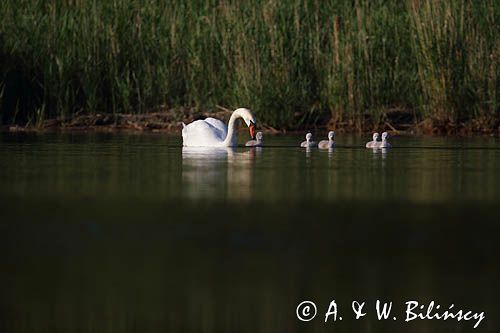 łabędź niemy Cygnus olor, samica z pisklętami