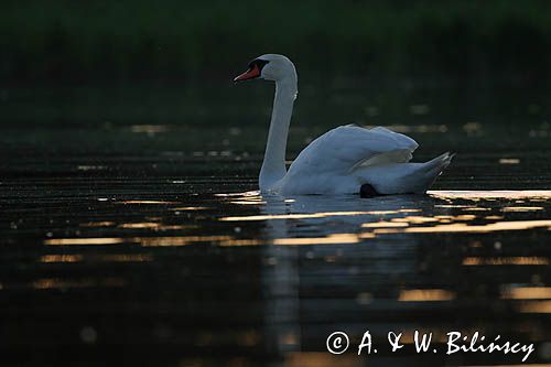 łabędź niemy Cygnus olor