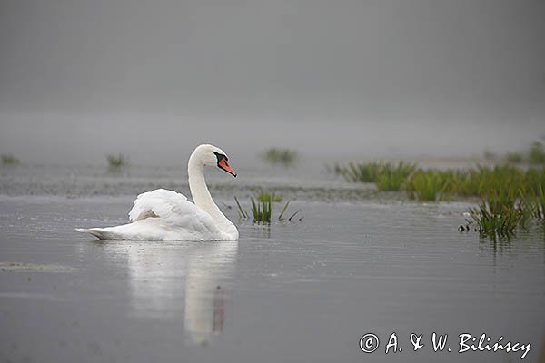 Łabędź niemy, Cygnus olor, samica