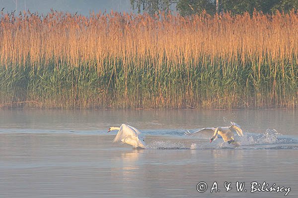 Łabędź niemy Cygnus olor, gonitwa