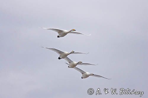 Łabędzie krzykliwe, Cygnus cygnus