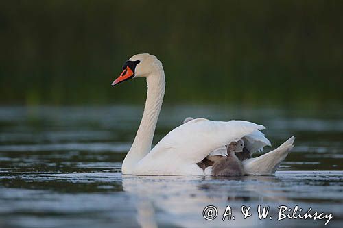 łabędź niemy Cygnus olor, z pisklętami na barana