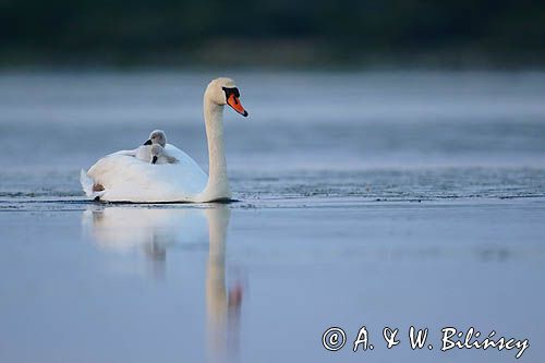 łabędź niemy Cygnus olor, z pisklętami na barana