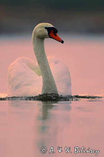 łabędź niemy Cygnus olor