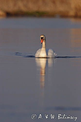 łabędź niemy Cygnus olor