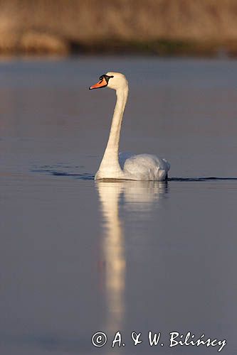 łabędź niemy Cygnus olor