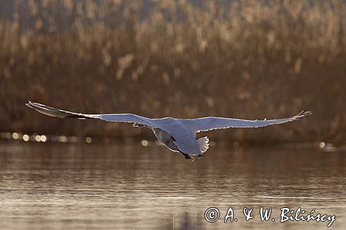 łabędź niemy Cygnus olor w locie