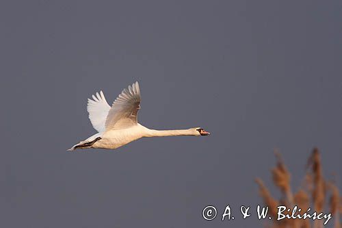 łabędź niemy Cygnus olor