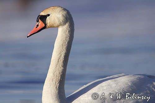 łabędź niemy Cygnus olor