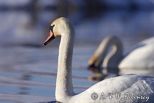 łabędź niemy Cygnus olor