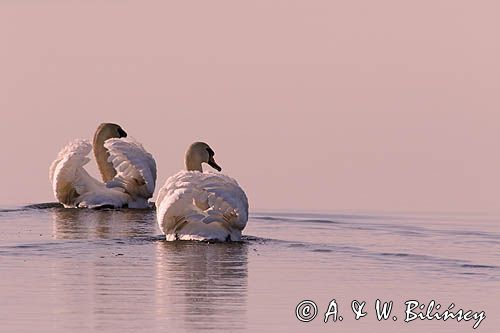 łabędź niemy Cygnus olor, para