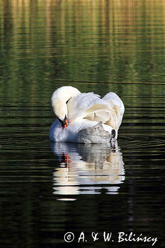 Łabędź niemy Cygnus olor