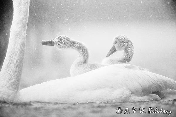 Łabędź niemy, Cygnus olor, pisklęta w deszczu