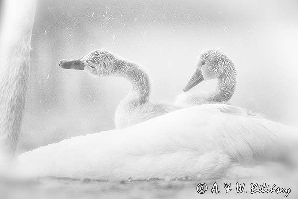 Łabędź niemy, Cygnus olor, pisklęta w deszczu