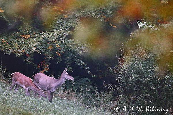 jeleń szlachetny, europejski, Cervus elaphus elaphus jeleń karpacki, rykowisko, Bieszczady, łania z młodym