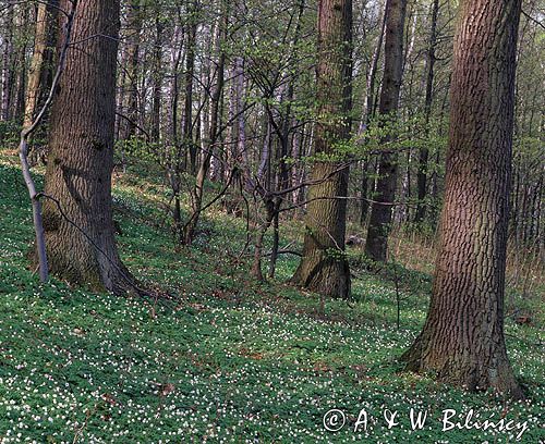 las liściasty, grąd, Park Krajobrazowy Wzniesienia Elbląskie