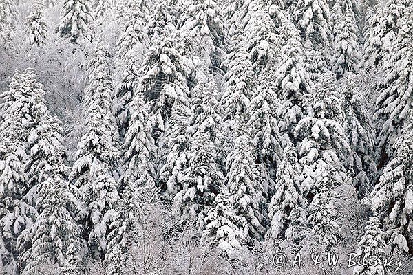 Zaśnieżony krajobraz, ściana lasu, Bieszczady