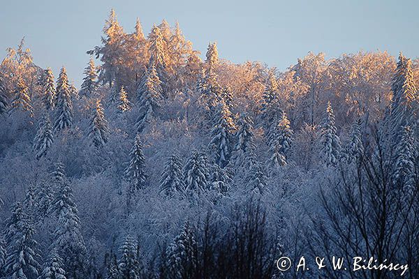 Zaśnieżony krajobraz, ściana lasu, Bieszczady