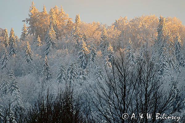Zaśnieżony krajobraz, ściana lasu, Bieszczady