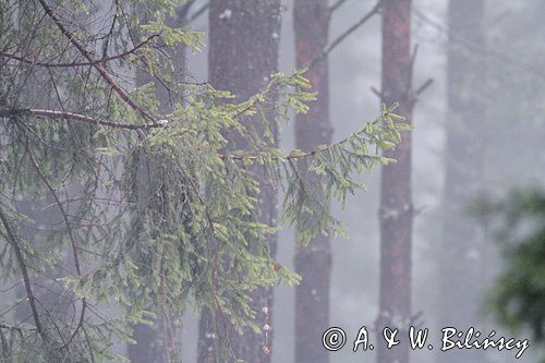 las we mgle, Bieszczady
