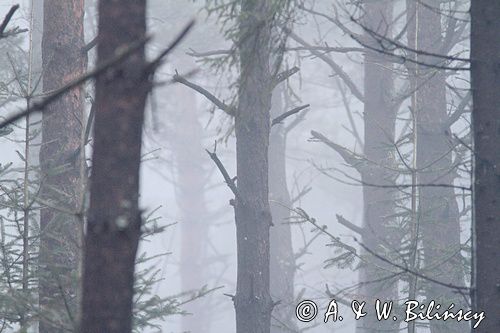 las we mgle, Bieszczady