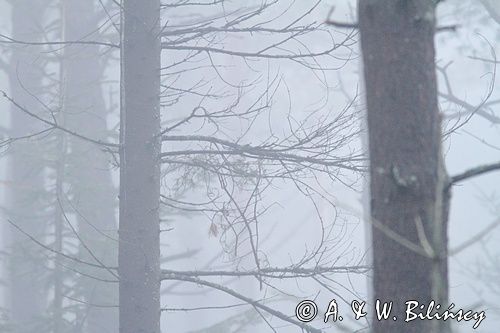 las we mgle, Bieszczady
