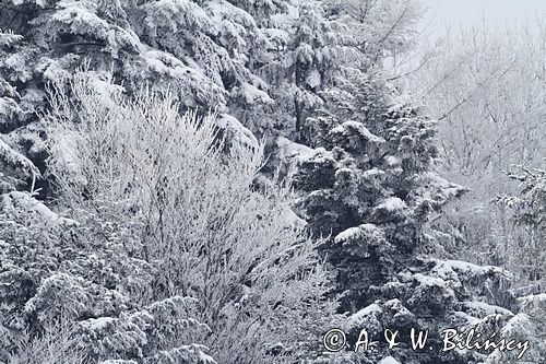zimowy las, Bieszczady