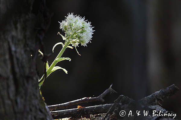Lepiężnik biały, Petasites albus