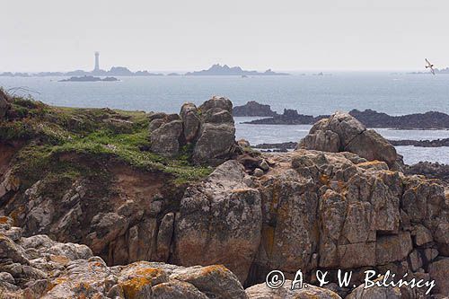 na wyspiy Guernsey przy wyspie Lihou, Channel Island, Kanał La Manche