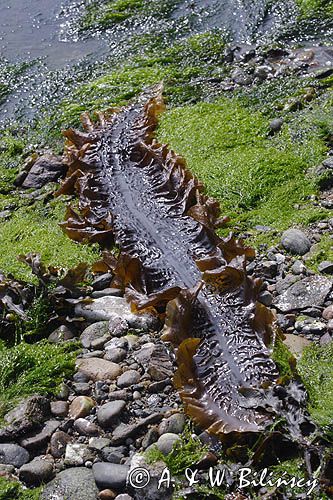 wyspa Lihou koło wyspy Guernsey, Channel Island, Kanał La Manche, glony zklasy Brunatnic i rzędu Listownicowce Laminariales) , w czasie odpływu