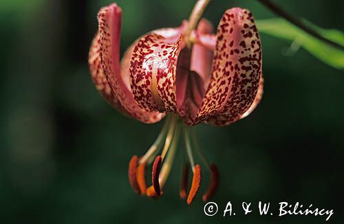 lilia złotogłów, Lilium martagon