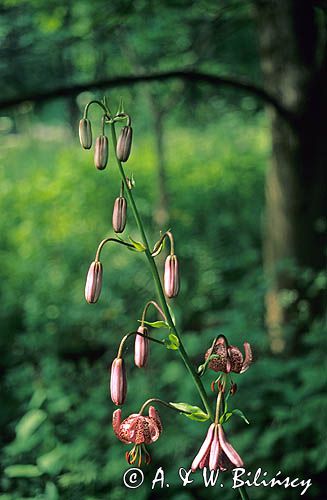 lilia złotogłów, Lilium martagon