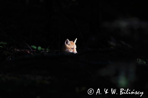 lisek przed norą, Vulpes vulpes